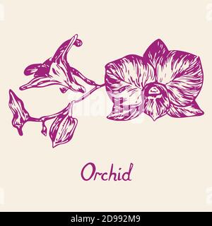 Orchideenblüten-Set, mit Inschrift, handgezeichneter Doodle, Skizze in Tiefdruck, isolierte Illustration (lila) Stockfoto