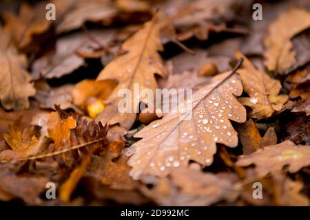 Nahaufnahme von gefallenen Eichenblättern und Eicheln mit Regentropfen auf dem Waldboden im Herbst in Northumberland, Nordostengland. Stockfoto