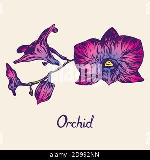 Orchideenblüten-Set, mit Inschrift, handgezeichneter Doodle, Skizze im Pop-Art-Stil, isolierte Illustration (lila-rosa) Stockfoto