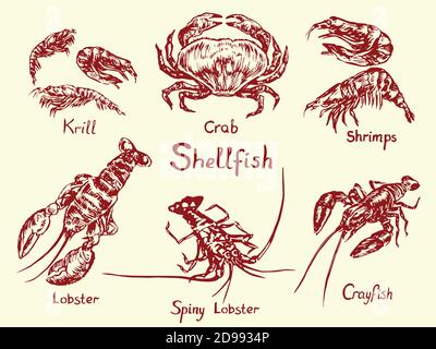 Schalentiere, Krill, Krabben, Garnelen, Hummer, stacheliger Hummer, Krebse, isoliert, skizzieren einfache Doodle Zeichnung in Tiefdruck-Stil mit Inschrift Stockfoto