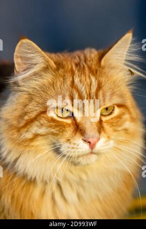 Porträt einer flauschigen Katze Stockfoto