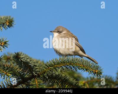 Lesser Whitethroat (Sylvia curruca) in Konifer, Bressay, Shetland, Schottland Stockfoto