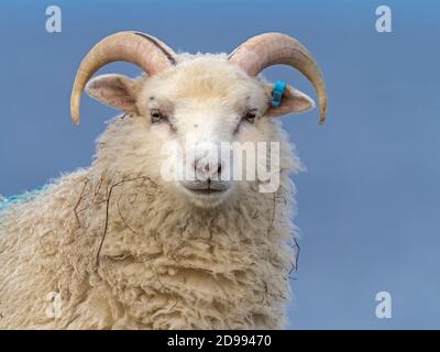 Kopf eines Shetland Schafe. Mit Hörnern, Bressay, Shetland Stockfoto