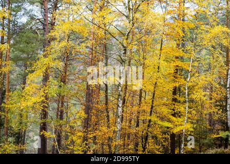 Herbst in den Wäldern Stockfoto