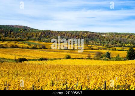 Weinberge im Herbst in der Nähe von Ungstein Pfalz Region Stockfoto