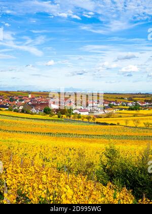 Weinberge im Herbst in der Nähe von Ungstein Pfalz Region Stockfoto