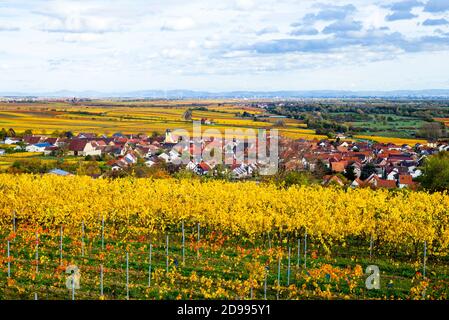 Weinberge im Herbst in der Nähe von Ungstein Pfalz Region Stockfoto