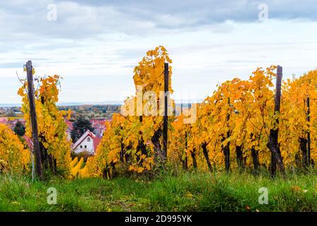 Weinberge im Herbst in der Nähe von Ungstein Pfalz Region Stockfoto