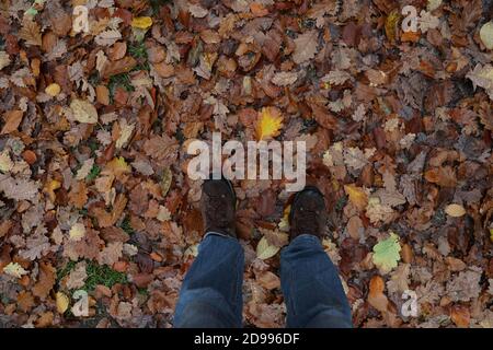 Im Herbst fallen Blätter von einem Baum im Wald Stockfoto
