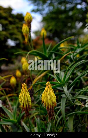 Aloiampelos striatula, Aloe striatula, robuste Aloe, gestreifte Aloe, robuste saftige Pflanze, gelbe Blumen, Blume, Blüte, RM Floral Stockfoto