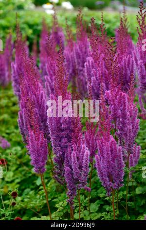 Astilbe chinensis var taquetii Purpurlanze, lila Blumen, Blume, Blüte, lila rosa Grenze, heiße Grenze, mehrjährig, Garten, Gärten, RM Floral Stockfoto