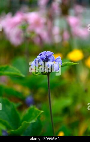 Clematis heracleifolia neue Liebe, Rohr clematis, blaue Blume, blaue Blumen, Blüte, sommergrün sub-Strauch, Scrambler, nicht-Kletterer, selbst tragende clematis, ga Stockfoto