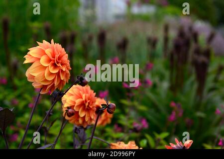 Dahlie David Howard, Orange, Blume, Blumen, Blüte, Dahlien, RM Floral Stockfoto