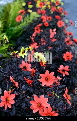 Dahlia Mystic Enchantment, rot, Single, Bettwäsche Dahlien, Dahlia Mystic Illusion, gelb, Bettwäsche Display, Blume, Blumen, Blüte, RM Floral Stockfoto