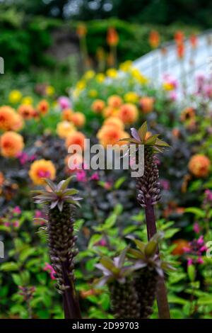 Eucomis comosa Schaumwein Burgund, Ananas Lily, Blütenstände, raceme, rot-violett, grünen Hüllblatt, Deckblätter, Blume, Blumen, Blüte, RM Floral Stockfoto