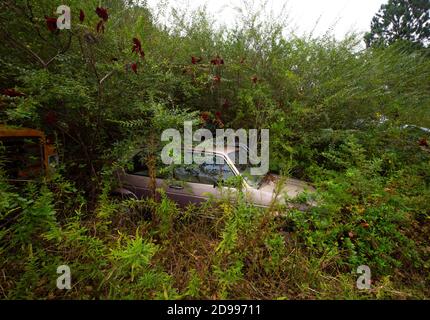 Verlassene Antique Car Junk Yard überwuchert Georgia USA Stockfoto