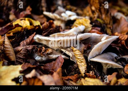 Familie der Pilze im Wald an einem Herbsttag Stockfoto
