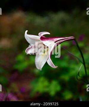 lilium formosanum var pricei,Lilie,Lilien,Blumen,Blüte,cremerosa Trompete,Miniaturlilie,Alpenlilie,Alpine,Duft,Duft,Duft,Duft,Duft,RM F Stockfoto