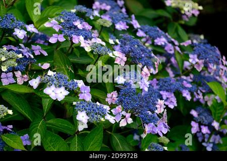 Hydrangea macrophylla, lacecap Hortensie, blau, Blume, Blumen, Blütenstand, Weiß, Lila, Hortensien, RM Floral Stockfoto