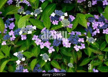 Hydrangea macrophylla, lacecap Hortensie, blau, Blume, Blumen, Blütenstand, Weiß, Lila, Hortensien, RM Floral Stockfoto