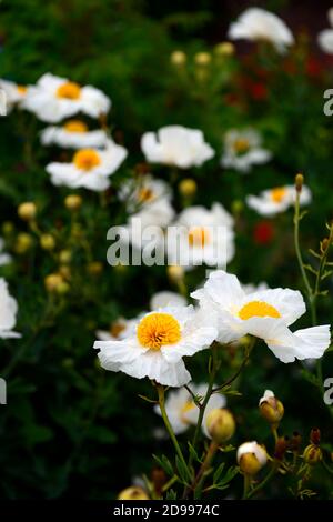 Romneya coulteri, SYN Romneya Trichocalyx, kalifornischer Baummohn, Coulter's Matilija Mohn, weiße Blumen, weiße Blume, Blumen, Blüte, Mohnblumen, RM Flora Stockfoto