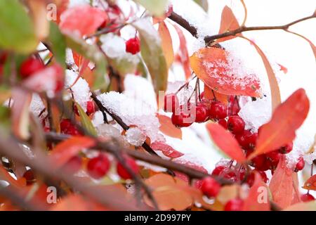 Schneebedeckte Zweige der Brilliant Red Chokeberry (Aronia arbutifolia) voller roter Beeren. Stockfoto