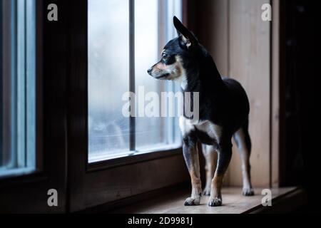 Russian Toy Terrier steht auf der Fensterbank und schaut aus dem Fenster. Stockfoto
