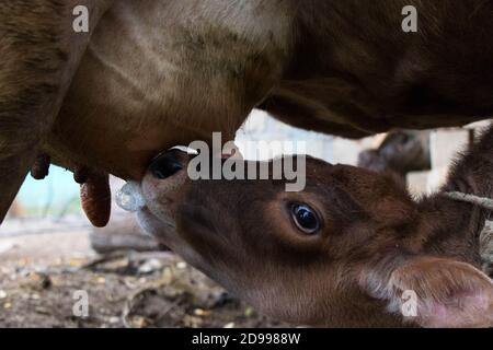 Nahaufnahme Kalb säugenden Milch von Mama. Kalb säugen Stockfoto