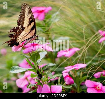 Bunte Schmetterlinge füttern auf Miss Molly Schmetterlingsbusch, eine nichtinvasive Buddleia im Mittleren Westen Stockfoto