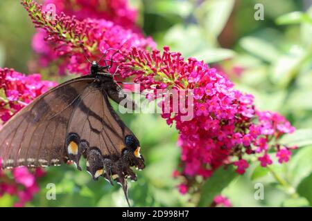 Bunte Schmetterlinge füttern auf Miss Molly Schmetterlingsbusch, eine nichtinvasive Buddleia im Mittleren Westen Stockfoto