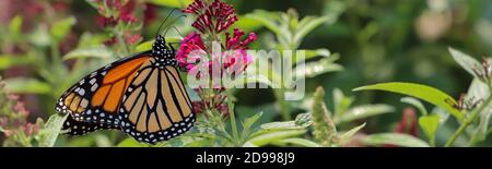 Bunte Schmetterlinge füttern auf Miss Molly Schmetterlingsbusch, eine nichtinvasive Buddleia im Mittleren Westen Stockfoto