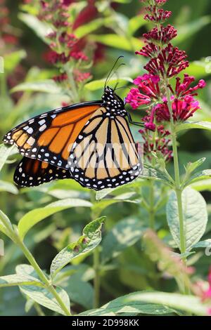 Bunte Monarch Schmetterling Fütterung auf Fräulein Molly Schmetterling Busch, eine nichtinvasive Buddleia im Mittleren Westen Stockfoto