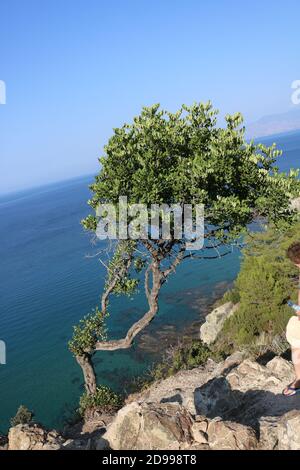 Baum, der auf einer Klippe in Zypern mit Blick auf das Mittelmeer wächst Stockfoto