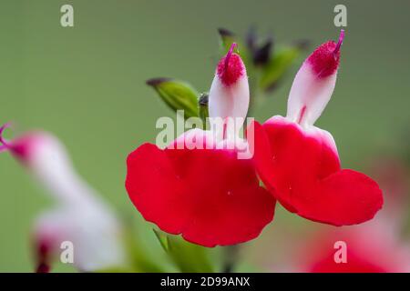 Makroaufnahme von heißen Lippen Salvia Blumen in Blüte Stockfoto