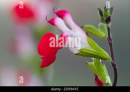 Makroaufnahme von heißen Lippen Salvia Blumen in Blüte Stockfoto