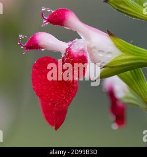 Makroaufnahme von heißen Lippen Salvia Blumen in Blüte Stockfoto