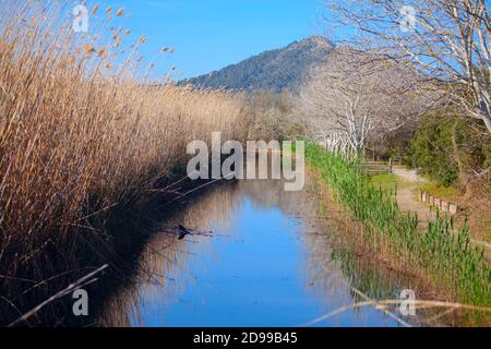 Parc Natural De S'Albufera de Mallorca . Naturpark mit Wasserkanal Stockfoto