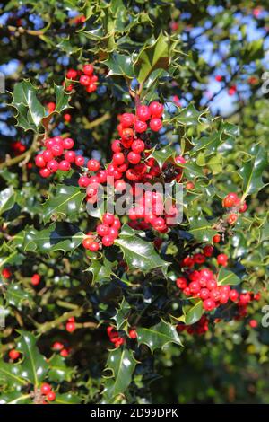 Holly Berries, Ilex Aquifolium, Großbritannien Stockfoto