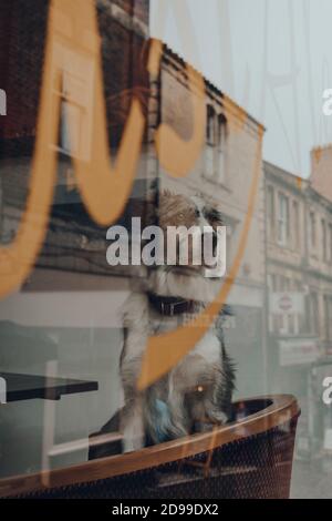 Frome, UK - 05. Oktober 2020: Hund auf einem Stuhl in einem Pub in Frome, einer kleinen Marktstadt in der Grafschaft Somerset, UK, Blick durch das Fenster. Reflec Stockfoto