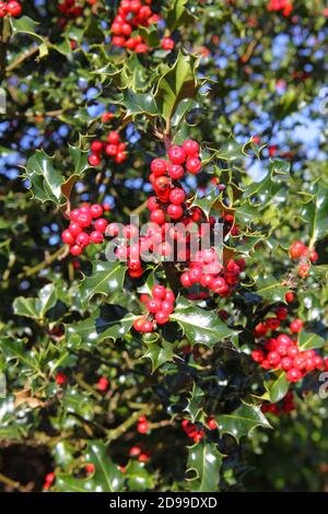 Holly Berries, Ilex Aquifolium, Großbritannien Stockfoto