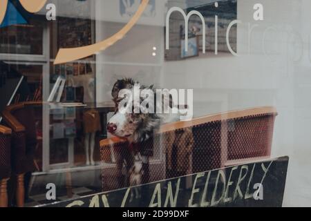 Frome, UK - 05. Oktober 2020: Hund auf einem Stuhl in einem Pub in Frome, einer kleinen Marktstadt in der Grafschaft Somerset, UK, Blick durch das Fenster. Reflec Stockfoto