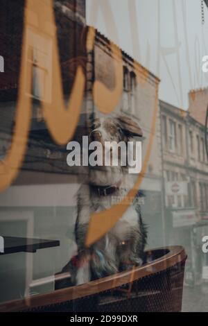 Frome, UK - 05. Oktober 2020: Hund auf einem Stuhl in einem Pub in Frome, einer kleinen Marktstadt in der Grafschaft Somerset, UK, Blick durch das Fenster. Reflec Stockfoto