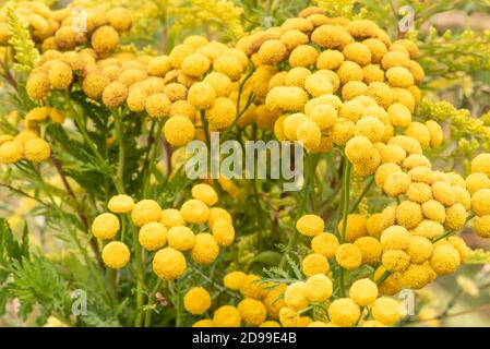 Wilde gelbe Wiesenblüte im Sommer Stockfoto