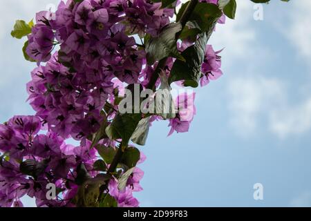 Pink Purple patel eines Astes von Bougainvillea auf einer Nahaufnahme mit bewölktem blauen Himmel dahinter. Stockfoto