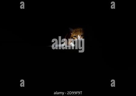 Katze unter einem Lichtstrahl im dunklen Konzept Stockfoto