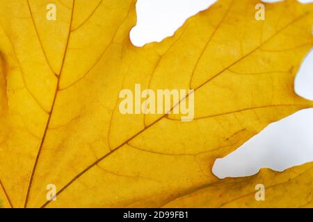 Herbstblatt aus gelbem Ahorn Stockfoto