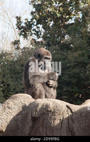Gorilla in der Sonne Stockfoto