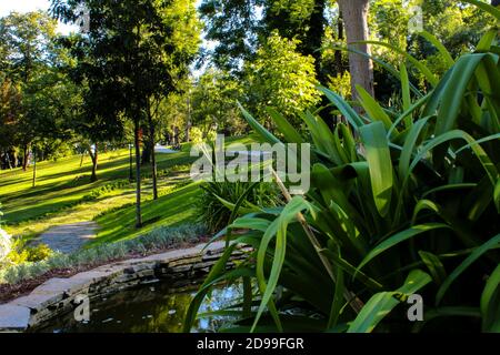 Arten von Pflanzen und Bäumen unter der Sonne scheinen und die in den Schatten. Auf einem Hügel, ein Park. Stockfoto