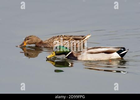 Männliche und weibliche Mallard Ducks schwimmt mit Scheinen, die die Wasseroberfläche des Teiches auf der Suche nach Nahrung zum Essen absaugen. Stockfoto