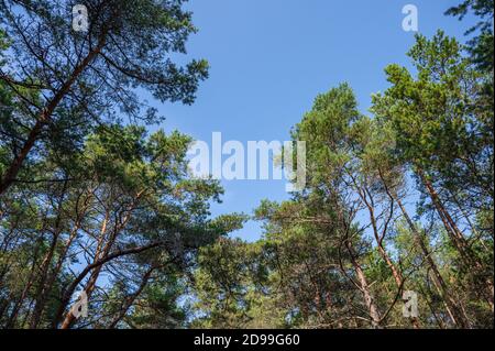 Spitzen von hohen Kiefern gegen blauen Himmel an einem sonnigen Tag, Kursh Spit, Russland, Bodenansicht, Kopierraum Stockfoto